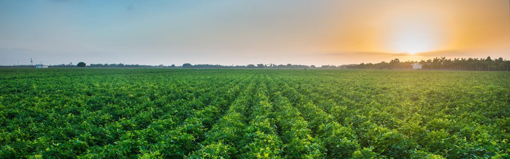 Questions to Ask at Your Next Field Day